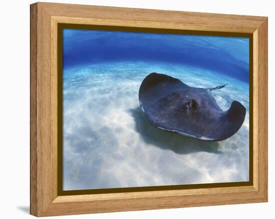 Stingray City, Grand Cayman, Cayman Islands, Caribbean-Greg Johnston-Framed Premier Image Canvas