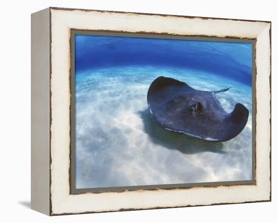 Stingray City, Grand Cayman, Cayman Islands, Caribbean-Greg Johnston-Framed Premier Image Canvas