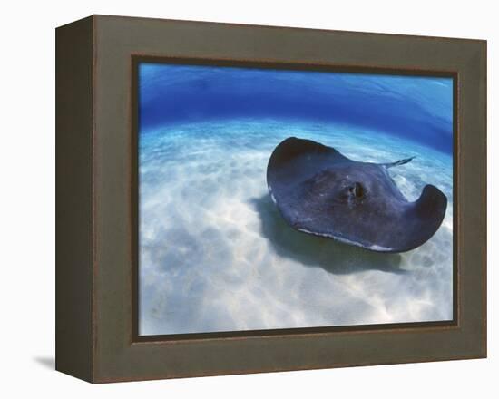 Stingray City, Grand Cayman, Cayman Islands, Caribbean-Greg Johnston-Framed Premier Image Canvas