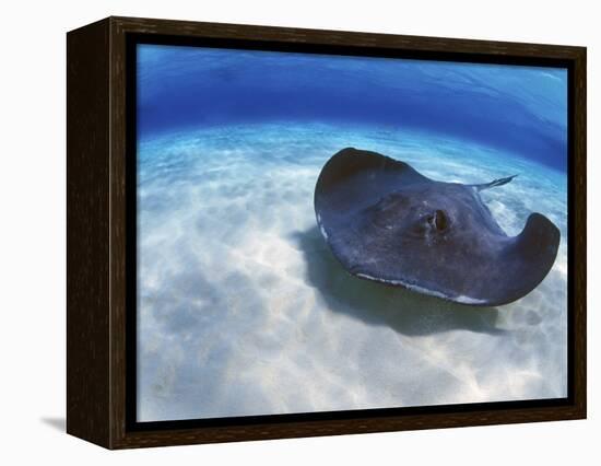 Stingray City, Grand Cayman, Cayman Islands, Caribbean-Greg Johnston-Framed Premier Image Canvas