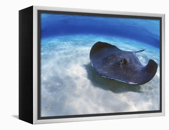 Stingray City, Grand Cayman, Cayman Islands, Caribbean-Greg Johnston-Framed Premier Image Canvas