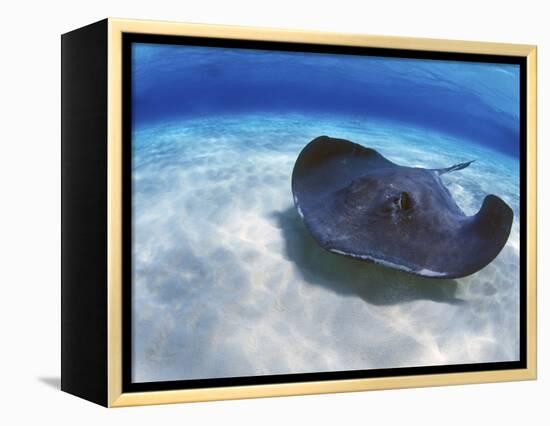 Stingray City, Grand Cayman, Cayman Islands, Caribbean-Greg Johnston-Framed Premier Image Canvas