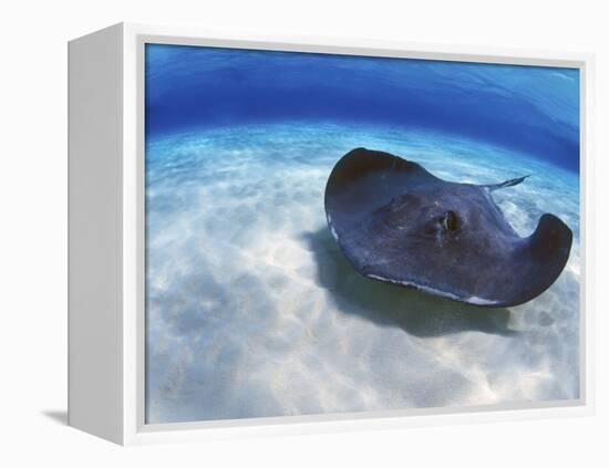 Stingray City, Grand Cayman, Cayman Islands, Caribbean-Greg Johnston-Framed Premier Image Canvas