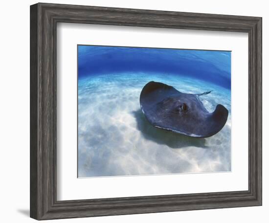 Stingray City, Grand Cayman, Cayman Islands, Caribbean-Greg Johnston-Framed Photographic Print