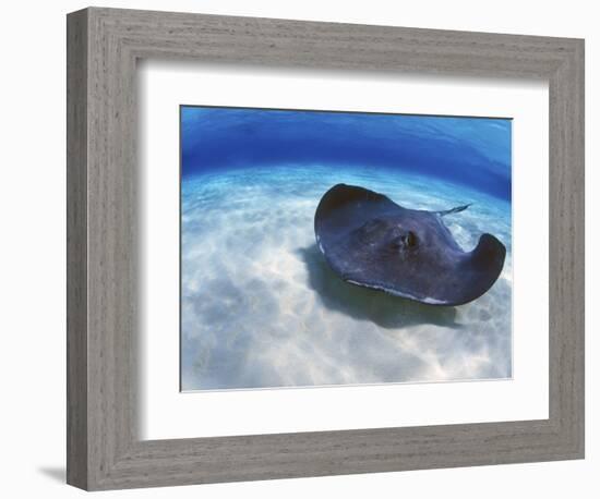 Stingray City, Grand Cayman, Cayman Islands, Caribbean-Greg Johnston-Framed Photographic Print