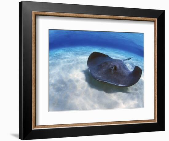 Stingray City, Grand Cayman, Cayman Islands, Caribbean-Greg Johnston-Framed Photographic Print