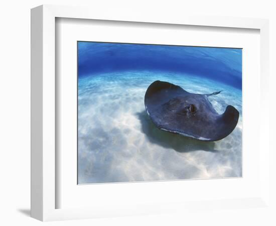 Stingray City, Grand Cayman, Cayman Islands, Caribbean-Greg Johnston-Framed Photographic Print