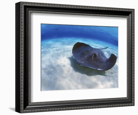 Stingray City, Grand Cayman, Cayman Islands, Caribbean-Greg Johnston-Framed Photographic Print