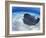 Stingray City, Grand Cayman, Cayman Islands, Caribbean-Greg Johnston-Framed Photographic Print