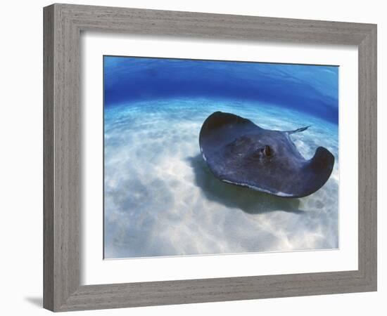 Stingray City, Grand Cayman, Cayman Islands, Caribbean-Greg Johnston-Framed Photographic Print