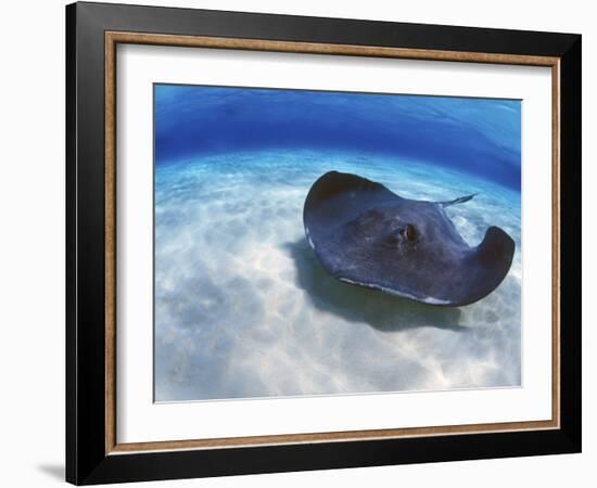 Stingray City, Grand Cayman, Cayman Islands, Caribbean-Greg Johnston-Framed Photographic Print