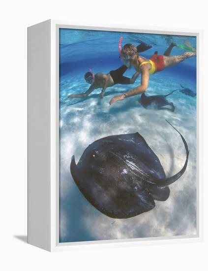 Stingray City, Grand Cayman, Cayman Islands, Caribbean-Greg Johnston-Framed Premier Image Canvas