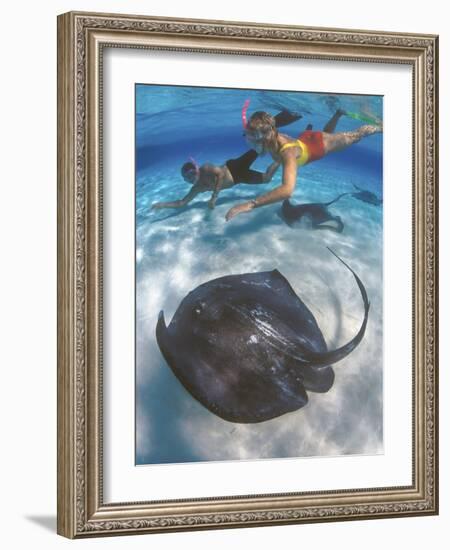 Stingray City, Grand Cayman, Cayman Islands, Caribbean-Greg Johnston-Framed Photographic Print