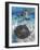 Stingray City, Grand Cayman, Cayman Islands, Caribbean-Greg Johnston-Framed Photographic Print