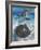 Stingray City, Grand Cayman, Cayman Islands, Caribbean-Greg Johnston-Framed Photographic Print