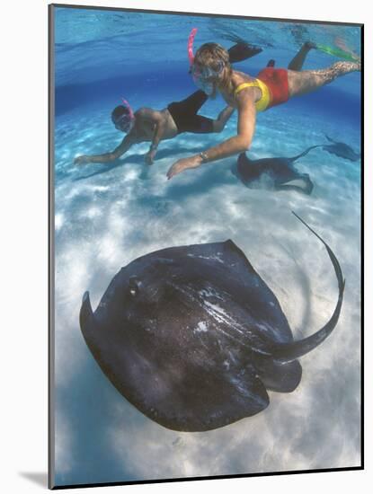 Stingray City, Grand Cayman, Cayman Islands, Caribbean-Greg Johnston-Mounted Photographic Print