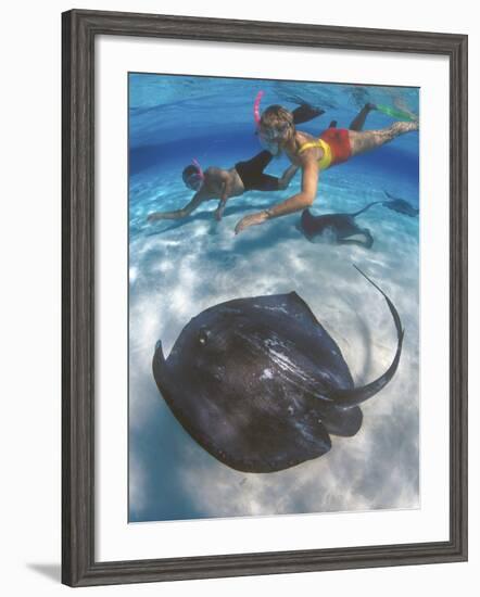 Stingray City, Grand Cayman, Cayman Islands, Caribbean-Greg Johnston-Framed Photographic Print