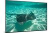 Stingray in the Pacific Ocean, Moorea, Tahiti, French Polynesia-null-Mounted Photographic Print