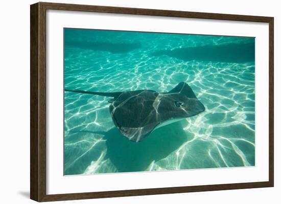 Stingray in the Pacific Ocean, Moorea, Tahiti, French Polynesia-null-Framed Photographic Print