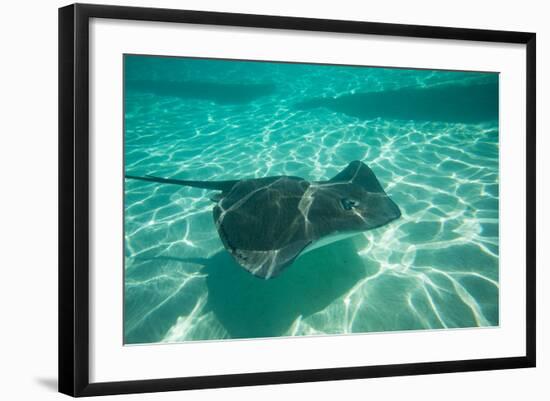 Stingray in the Pacific Ocean, Moorea, Tahiti, French Polynesia-null-Framed Photographic Print