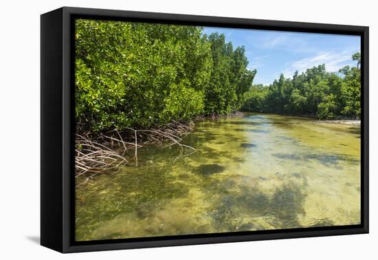 Stingray swimming in the crystal clear water in the Utwe lagoon, UNESCO Biosphere Reserve, Kosrae, -Michael Runkel-Framed Premier Image Canvas