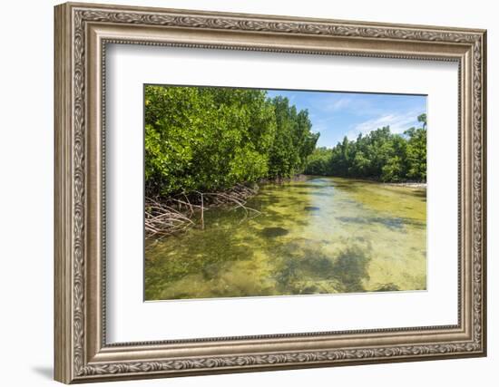 Stingray swimming in the crystal clear water in the Utwe lagoon, UNESCO Biosphere Reserve, Kosrae, -Michael Runkel-Framed Photographic Print