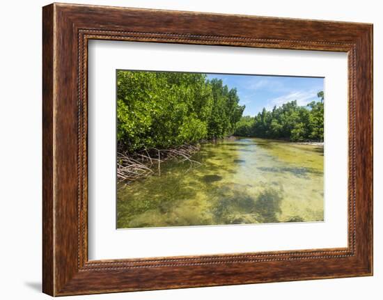 Stingray swimming in the crystal clear water in the Utwe lagoon, UNESCO Biosphere Reserve, Kosrae, -Michael Runkel-Framed Photographic Print