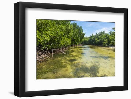 Stingray swimming in the crystal clear water in the Utwe lagoon, UNESCO Biosphere Reserve, Kosrae, -Michael Runkel-Framed Photographic Print