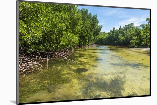 Stingray swimming in the crystal clear water in the Utwe lagoon, UNESCO Biosphere Reserve, Kosrae, -Michael Runkel-Mounted Photographic Print