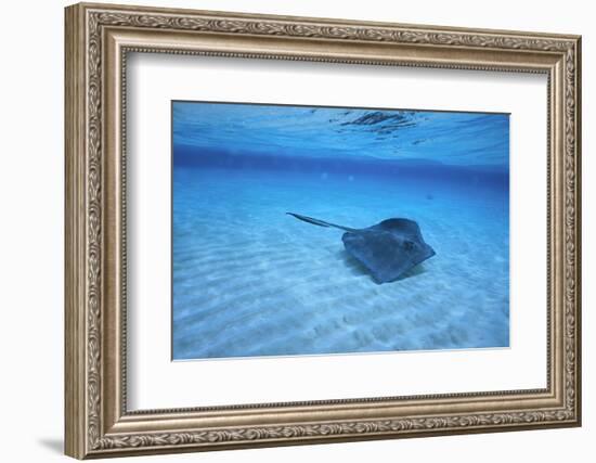 Stingray-DLILLC-Framed Photographic Print