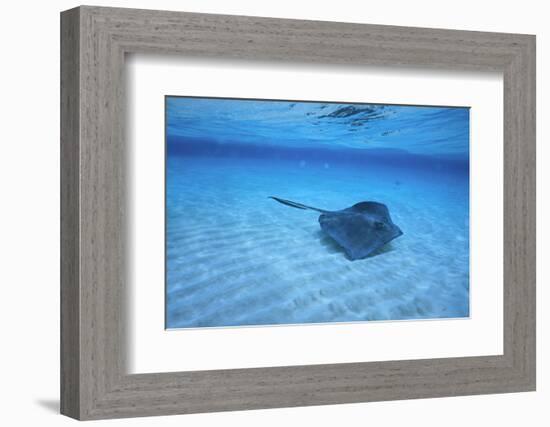 Stingray-DLILLC-Framed Photographic Print