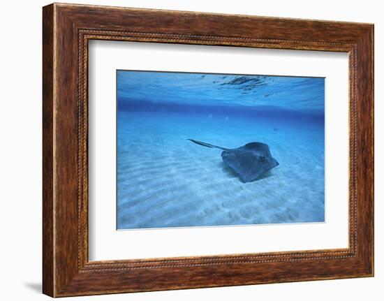 Stingray-DLILLC-Framed Photographic Print