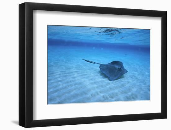 Stingray-DLILLC-Framed Photographic Print