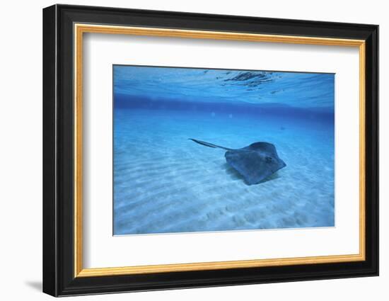 Stingray-DLILLC-Framed Photographic Print