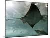 Stingray-null-Mounted Photographic Print