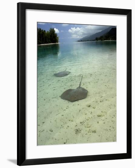 Stingrays in Shallow Lagoon, Moorea, French Polynesia, South Pacific-Cindy Miller Hopkins-Framed Photographic Print