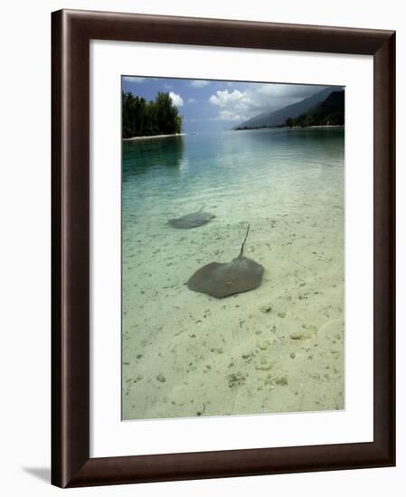 Stingrays in Shallow Lagoon, Moorea, French Polynesia, South Pacific-Cindy Miller Hopkins-Framed Photographic Print