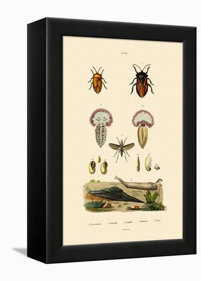 Stink Bugs, 1833-39-null-Framed Premier Image Canvas