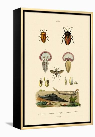 Stink Bugs, 1833-39-null-Framed Premier Image Canvas