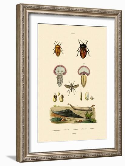 Stink Bugs, 1833-39-null-Framed Giclee Print