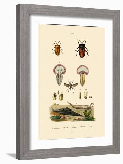 Stink Bugs, 1833-39-null-Framed Giclee Print