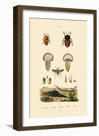 Stink Bugs, 1833-39-null-Framed Giclee Print