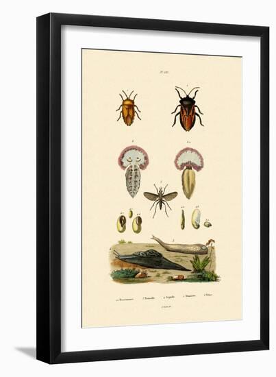 Stink Bugs, 1833-39-null-Framed Giclee Print