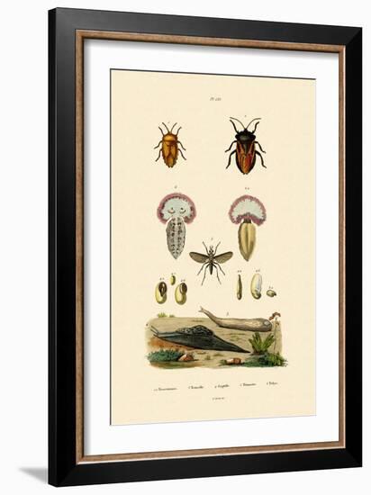 Stink Bugs, 1833-39-null-Framed Giclee Print