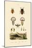 Stink Bugs, 1833-39-null-Mounted Giclee Print