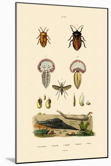 Stink Bugs, 1833-39-null-Mounted Giclee Print