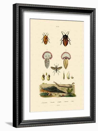 Stink Bugs, 1833-39-null-Framed Giclee Print