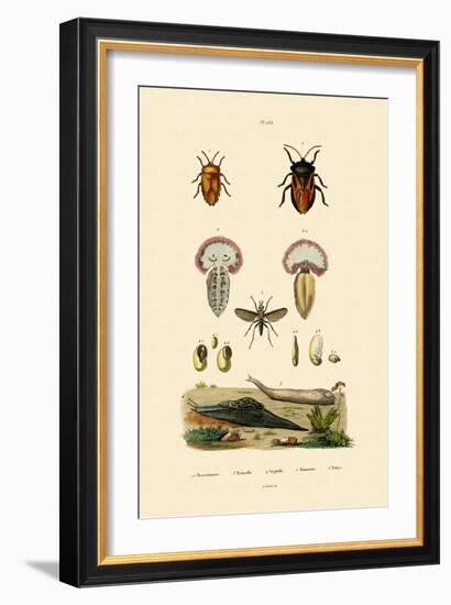 Stink Bugs, 1833-39-null-Framed Giclee Print