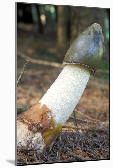 Stinkhorn Fungus-Dr. Keith Wheeler-Mounted Photographic Print