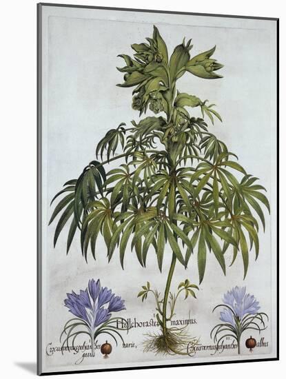 Stinking Hellebore, and Two Kinds of Crocus, from 'Hortus Eystettensis', by Basil Besler (1561-1629-German School-Mounted Giclee Print